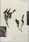 Foto von Salix glabra Scop.